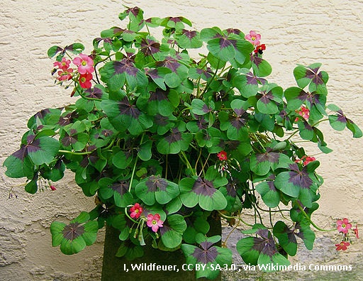 2007-07-01Oxalis_tetraphylla04